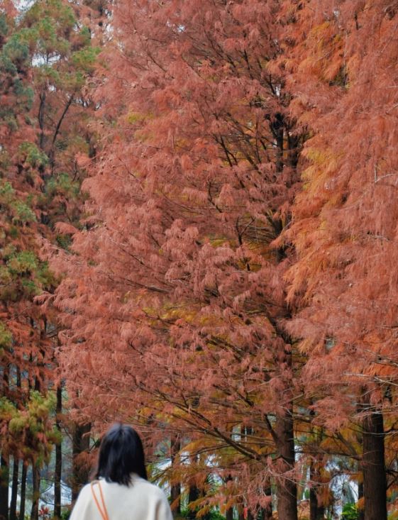 仙湖植物園滿天紅葉