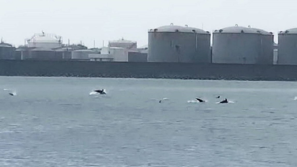 逾200條海豚誤闖台中港。 