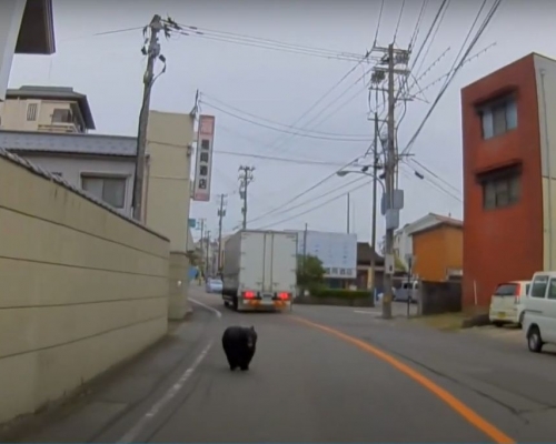 日本今年「熊出沒」頻繁。網圖