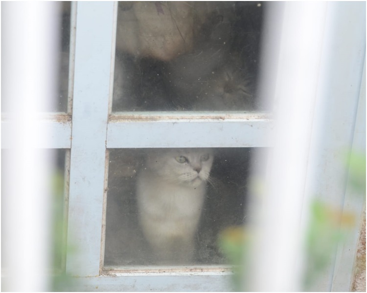 數十隻貓疑被困屋內斷糧斷水。歐陽偉光攝