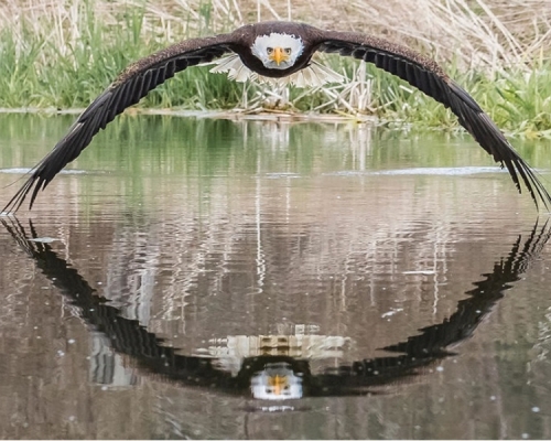 白头鹰正面对著镜头低飞，左右翅膀伸到尽，翼尖刚好触到水面，水中出现翅膀的倒影。 网上图片