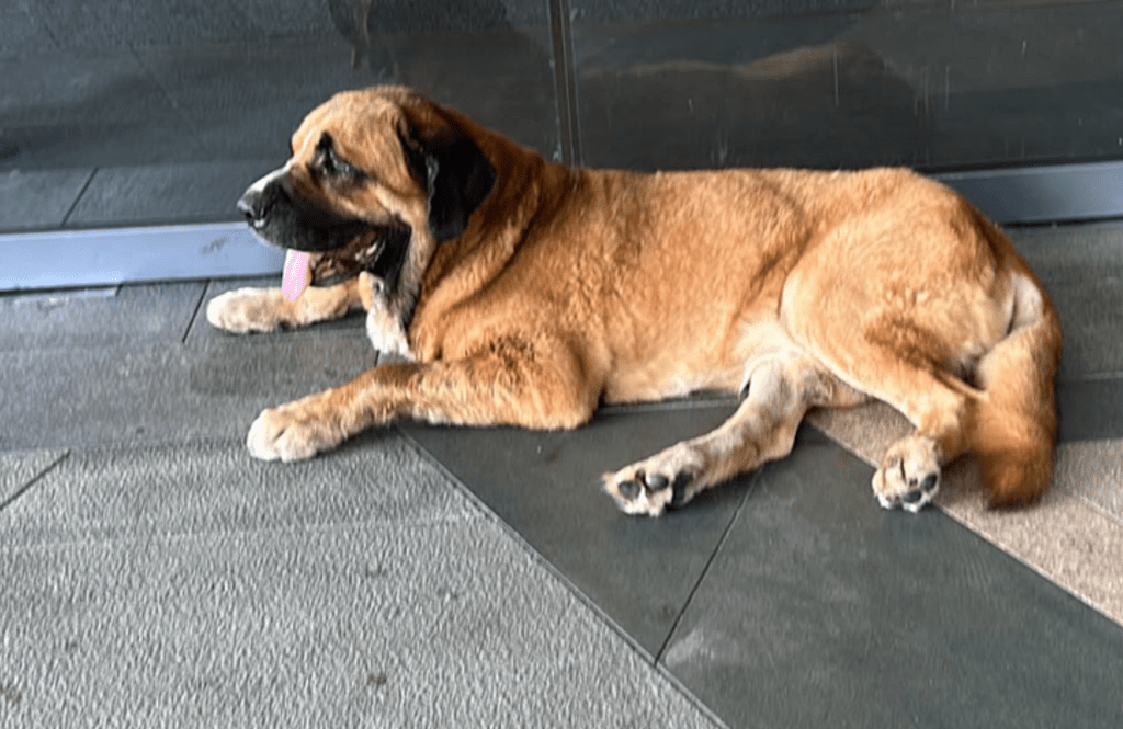 7月11日涉事大狗曾在元朗襲擊一隻哥基犬。香港動物報提供 7月11日涉事大狗曾在元朗襲擊一隻哥基犬。香港動物報提供