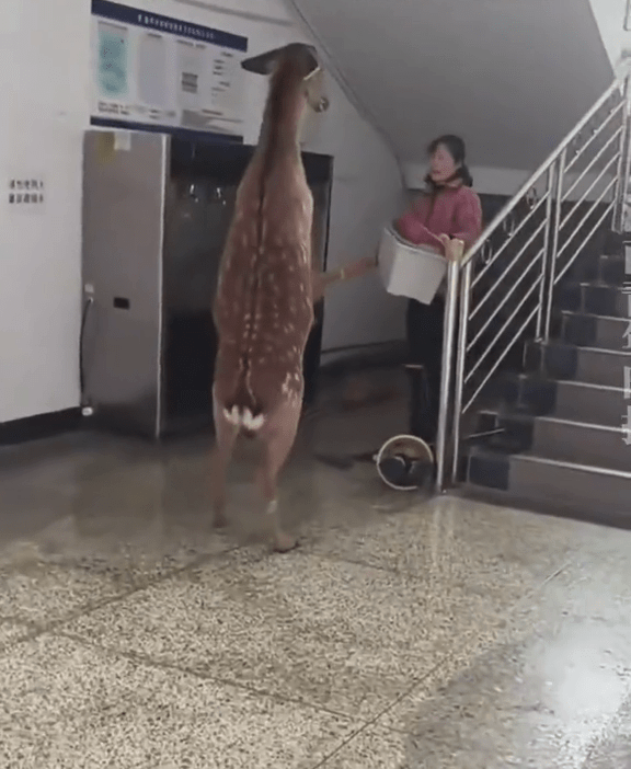 惡鹿與「宿管阿姨」展開「對打」。 惡鹿與「宿管阿姨」展開「對打」。