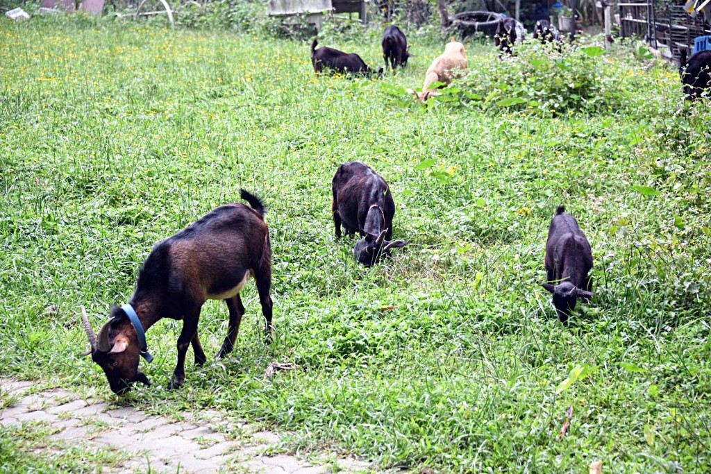 農場飼養多頭山羊。楊偉亨攝