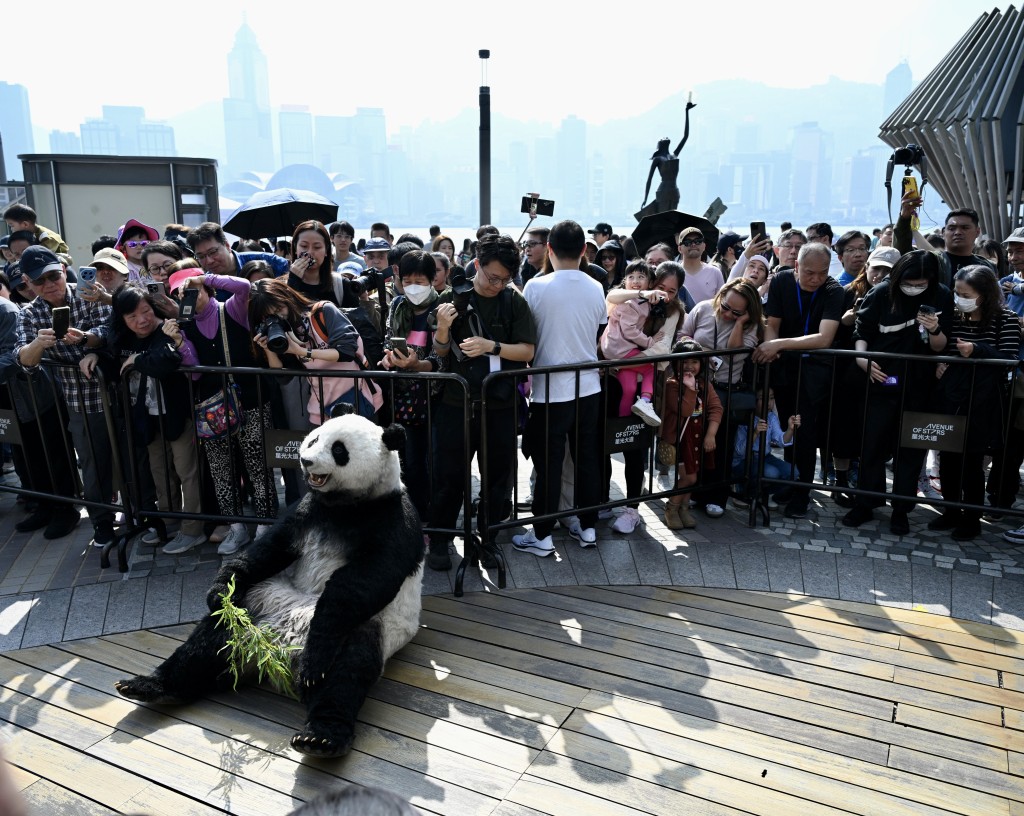 熊猫导游现身星光大道，与在场市民互动。苏正谦摄