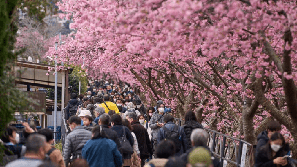 日本迎來賞櫻季節。（新華社）