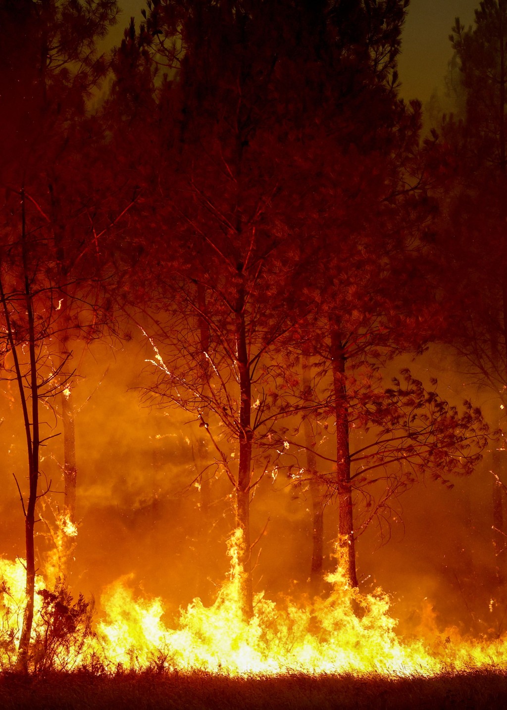 法國吉倫特地區的山火已造成75名消防員受傷。法新社 法國吉倫特地區的山火已造成75名消防員受傷。法新社