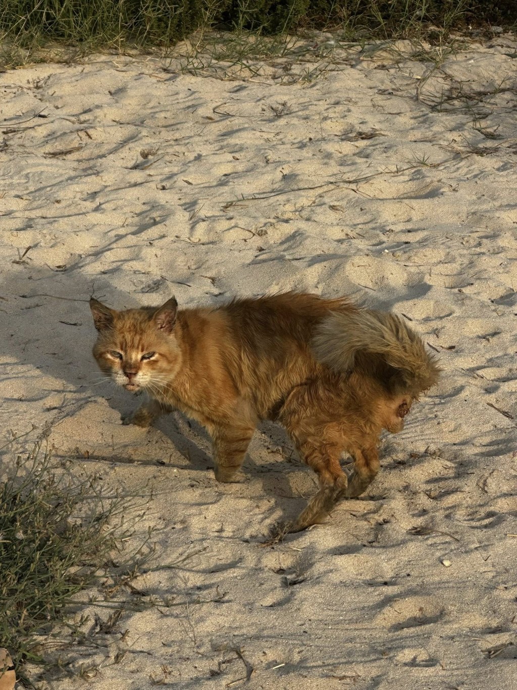 facebook專頁「Save Dubai's Animals!」亦貼出無數在杜拜待救的動物。