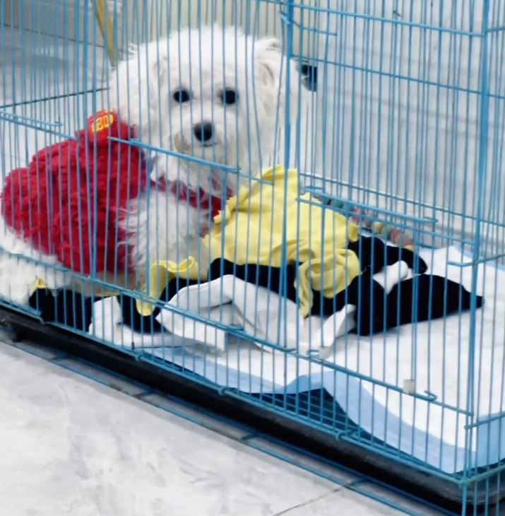 可可成功爭取養寵物狗。抖音