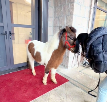 馬年將至,迷你馬在內地社交平台上爆紅。 馬年將至,迷你馬在內地社交平台上爆紅。