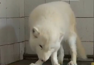 樣子萌萌的白狐,被以為是大型犬。