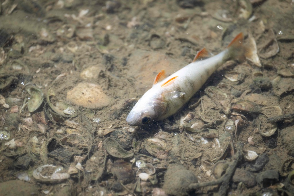 歐洲河床乾旱，魚類死亡。法新社