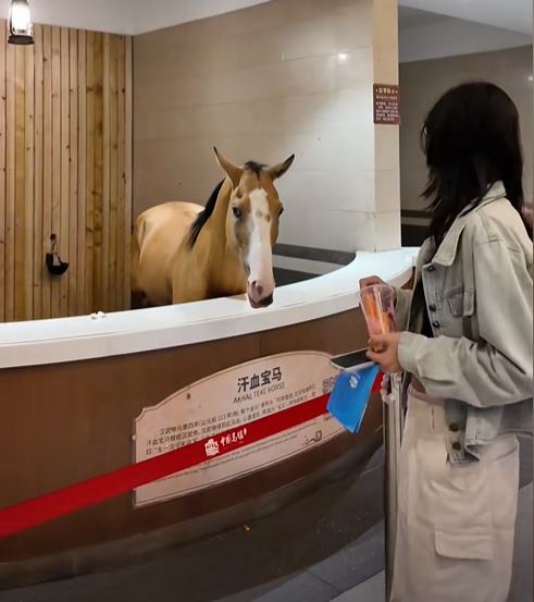 景區的汗血寶馬吸引不遊遊客餵飼。抖音＠中國馬鎮dj馬
