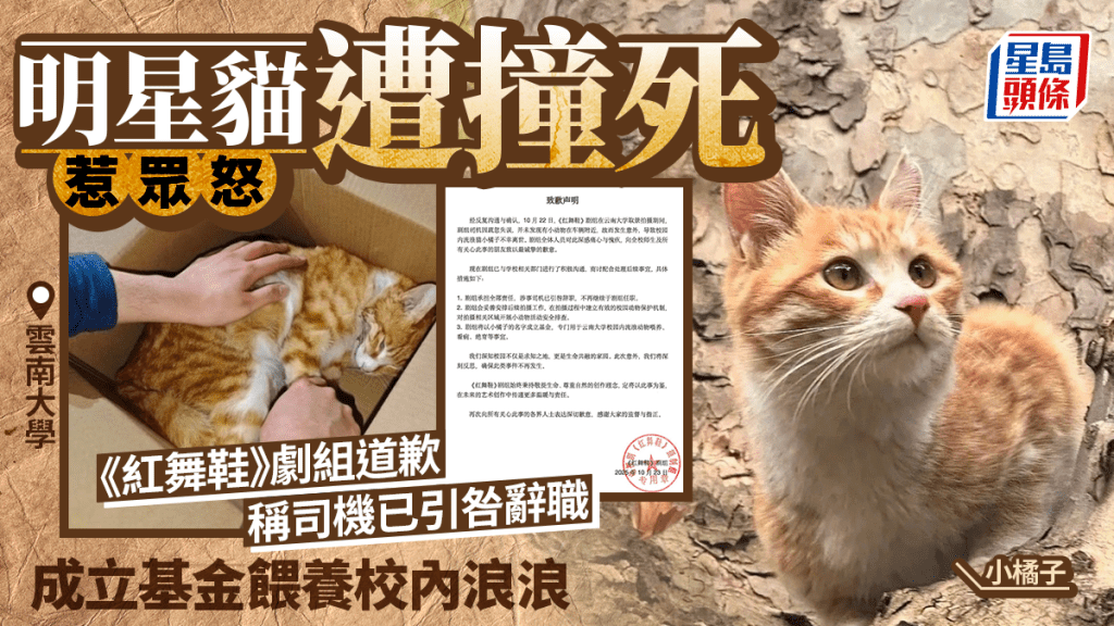 雲南大學明星貓遭撞死惹眾怒 《紅舞鞋》劇組道歉:司機引咎辭職