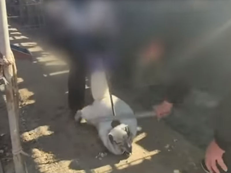 狐狸用铁棒猛力连番重打头部,手法残忍。(网图)