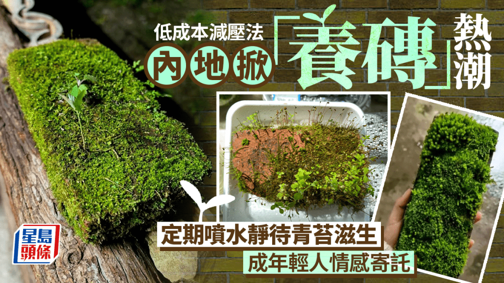 「養磚」好過養貓狗？  內地騎呢減壓熱潮成年輕人情感寄託︱有片