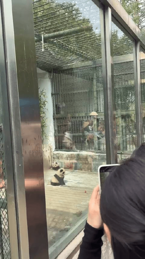 泰州动物园两只奇怪“大熊猫”吸引不少游客前来打卡。