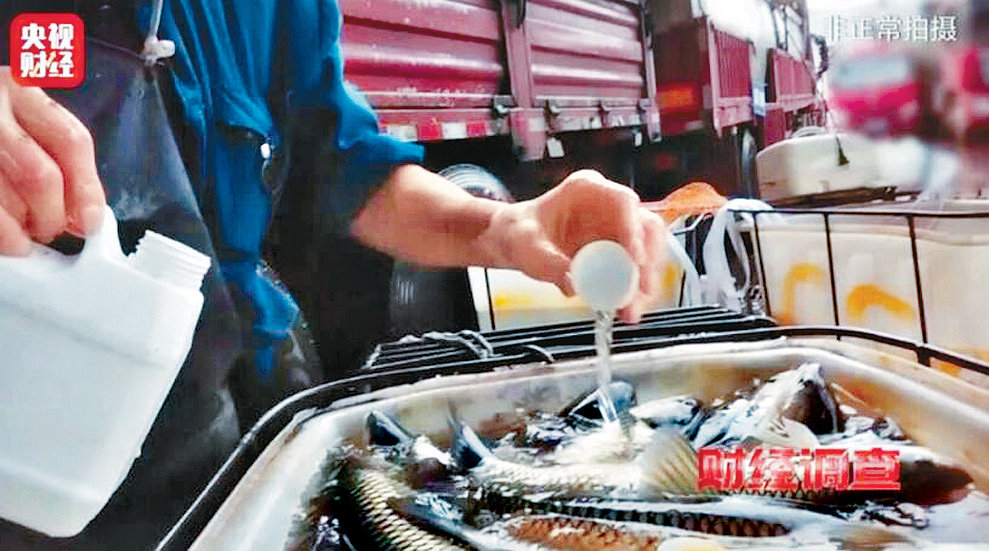 內地有水產商戶使用工業酒精麻醉活魚。