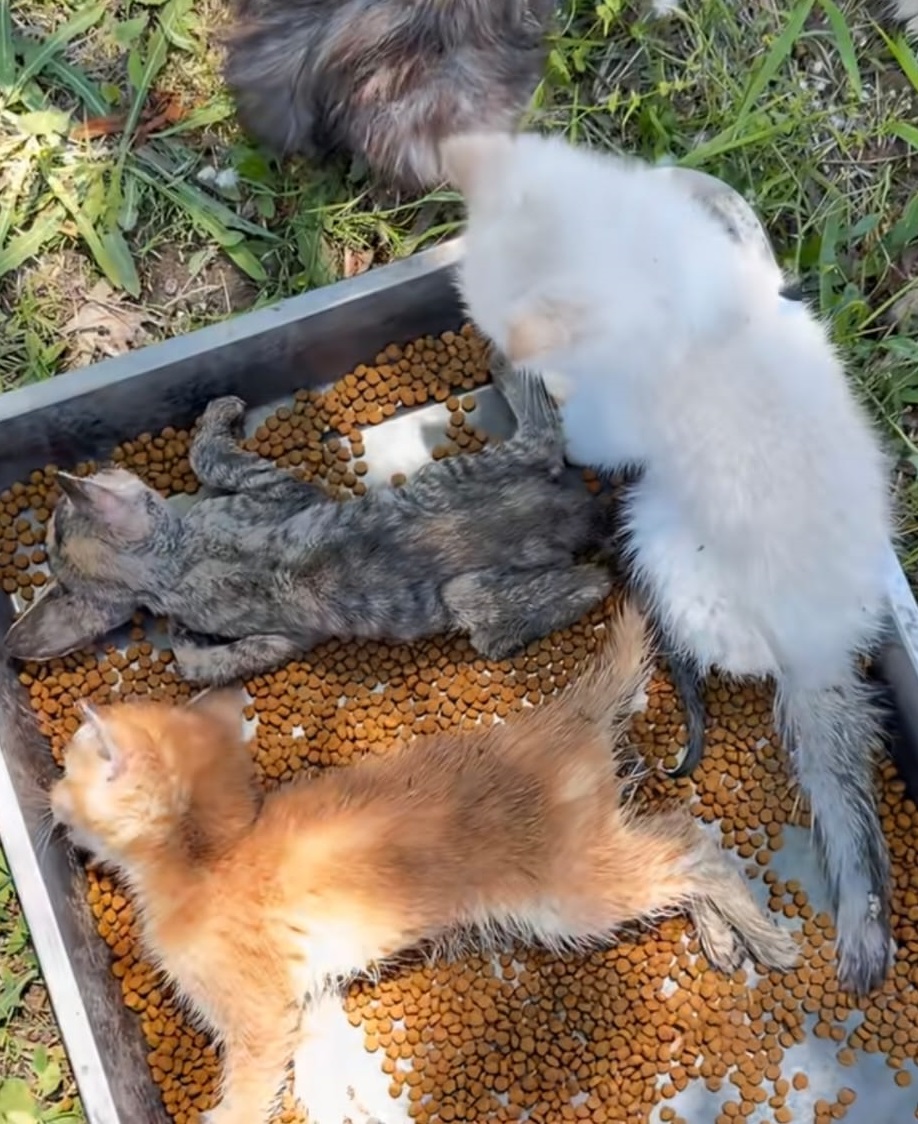 遼寧省瀋陽市近日有上百隻小貓被遺棄。宮平與流浪動物的十四年@小紅書