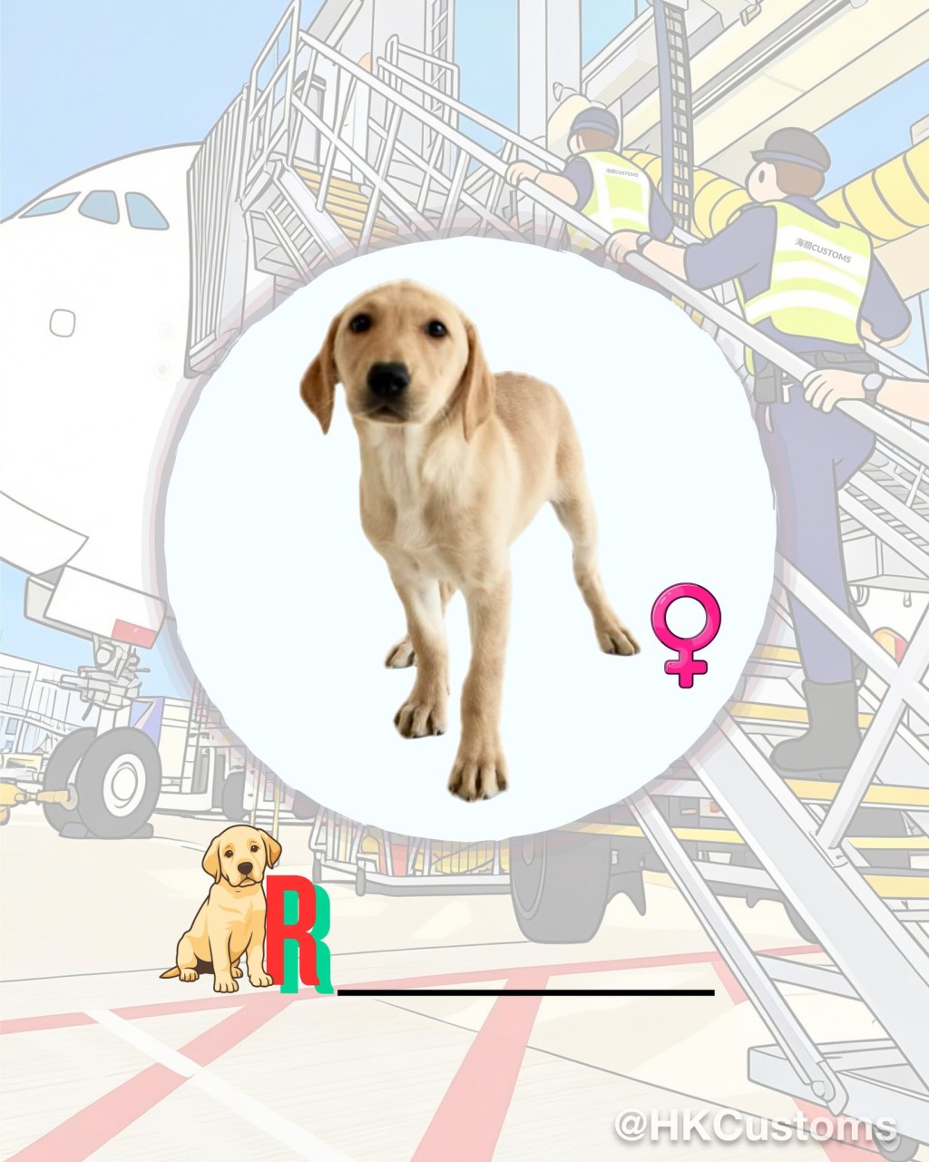 海關舉辦搜查犬BB命名比賽，邀請公眾為9隻拉布拉多尋回犬BB命名。海關facebook圖片