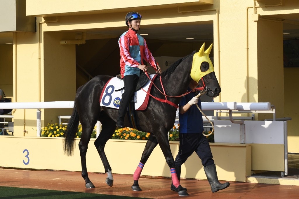 麥道朗除了要策騎「浪漫勇士」外，還會夥拍沈廄的「凌登」(圖)、「老鼠斑」、「總統輝煌」和「志醒大將」出戰，全力為沈集成贏馬爭冠軍。