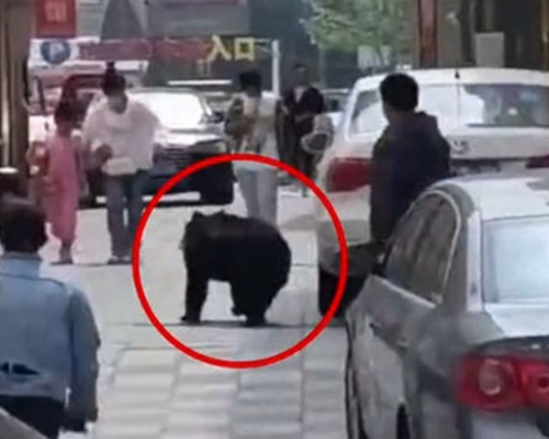 遼寧馬戲團小黑熊逃跑上街，引發恐慌。（影片截圖）