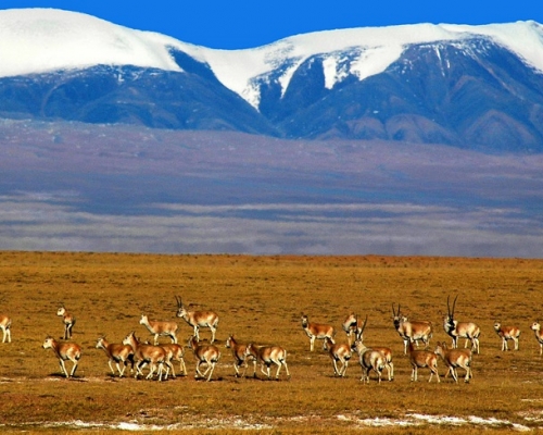 青海可可西里位於青藏高原的東北部，區域內擁有青藏高原上最密集的湖泊，是瀕危野生動物藏羚羊種群的主要產犢地。