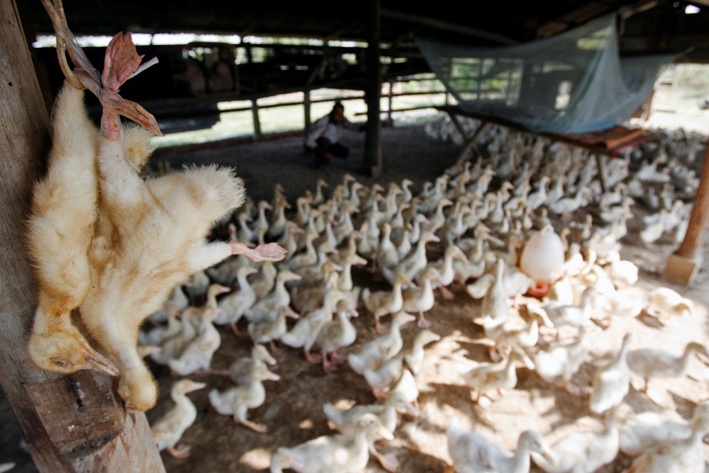 各地爆發H5N1禽流感風險升溫。