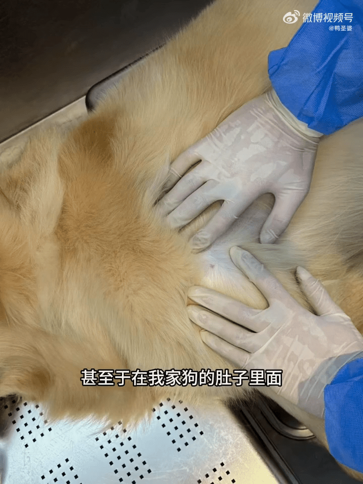 狗主稱金毛犬體內有疑似涉事餐館地掃把的繩子。 狗主稱金毛犬體內有疑似涉事餐館地掃把的繩子。