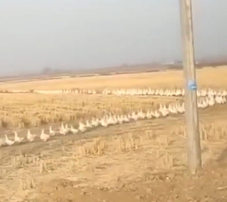 鵝一隻接住一隻自律地整整齊齊地過馬路龍尾長逾1公里。網圖