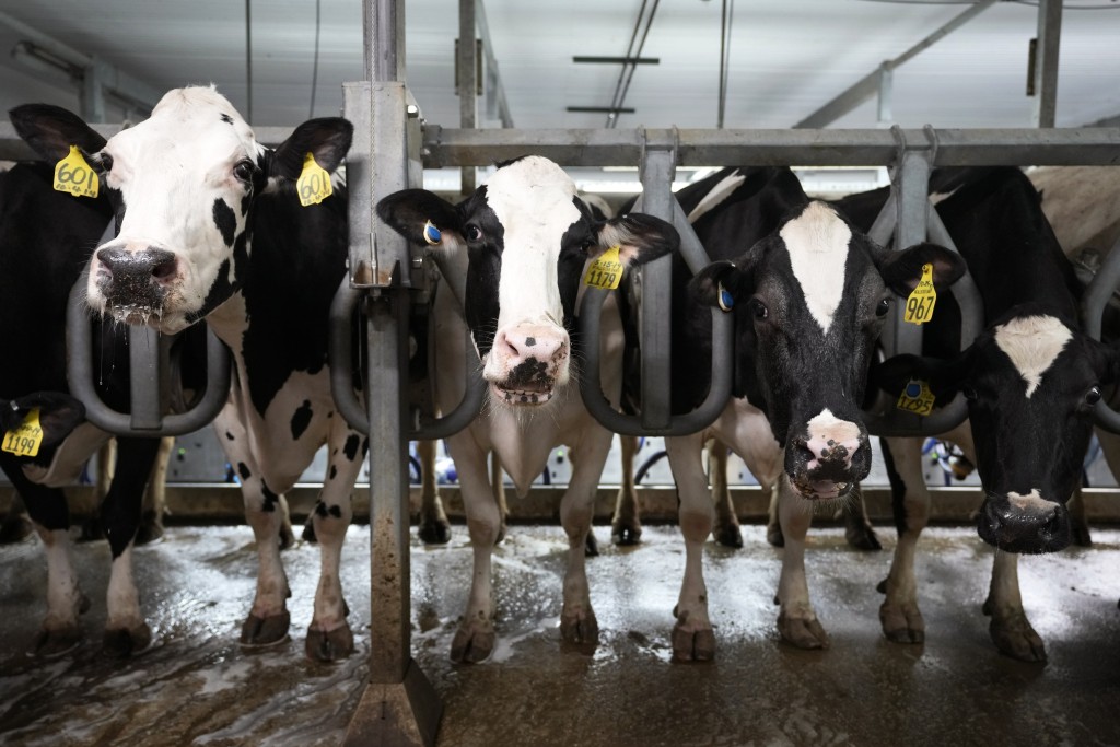 巴西約有2.35億頭乳牛。美聯社