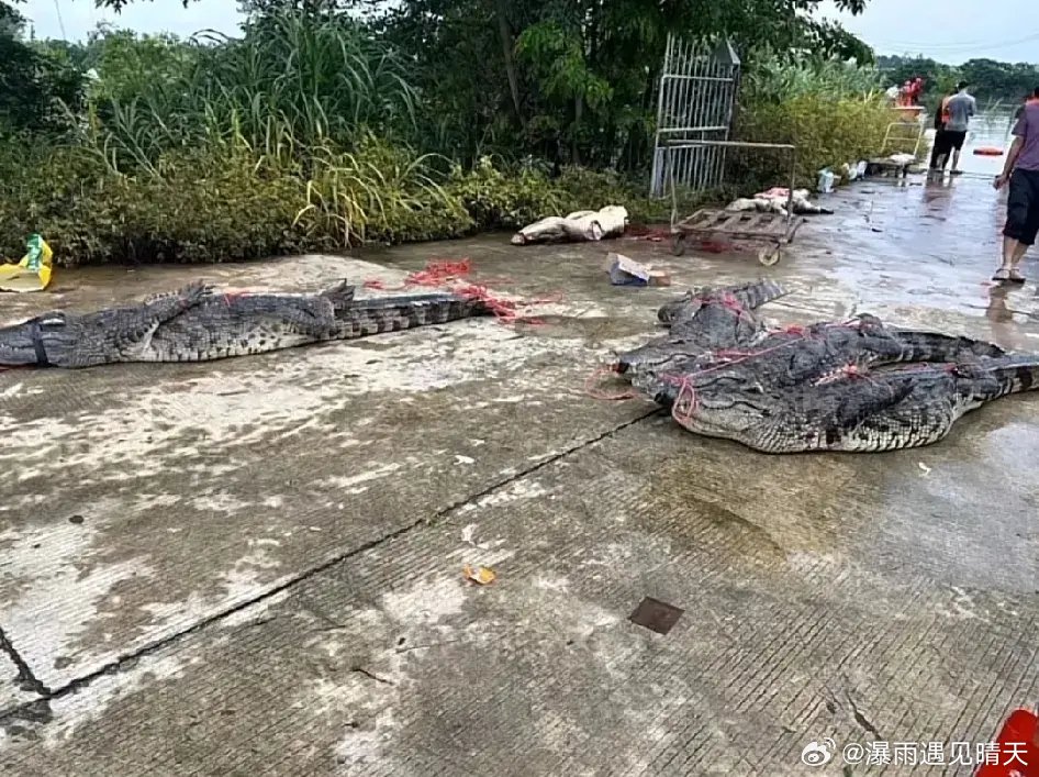 茂名「逃狱」2米巨鳄搜捕现场片流出，特警擸枪当场射杀。