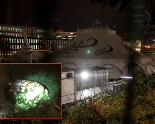 老虎被射殺（小圖）。網圖