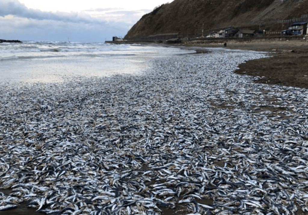 新舄县海量沙甸鱼冲上岸，引居民恐慌。推特@shimitchan截图