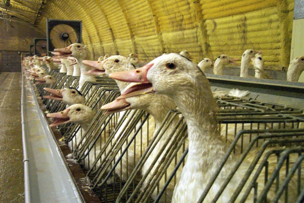 善待動物組織指鵝肝醬涉及到強迫餵食鴨子和鵝來讓牠們的肝臟變肥。網上圖片