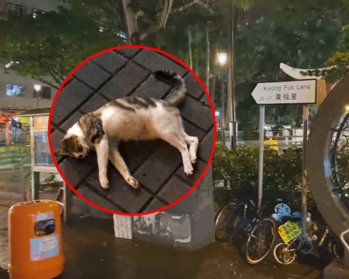 大埔有貓隻疑高處墮下慘死,警方將案件列殘酷虐待動物處理。網民Bonnie Wong Ching Kiu圖片
