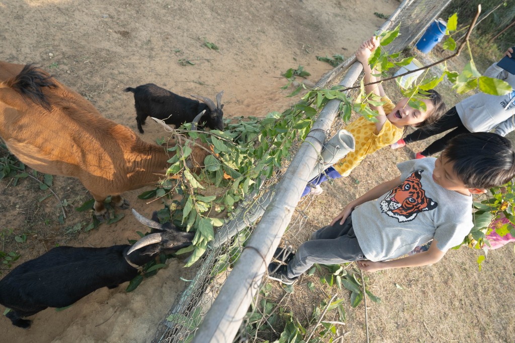 羊群見到「食物」就一湧而上。