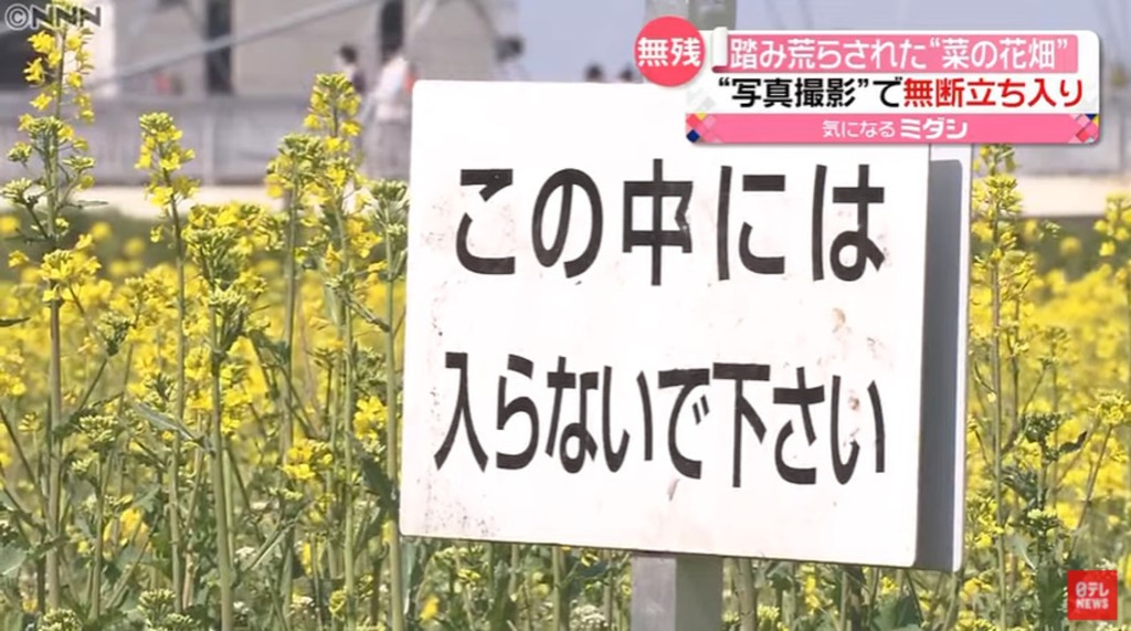附近有日文指示牌表明不可进入花田。（片段截图）