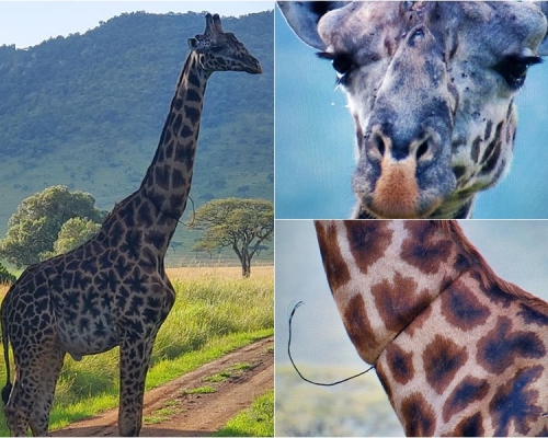 被鋼索纏繞的長頸鹿因疼痛不已眼淚直流。白心儀FB圖片 