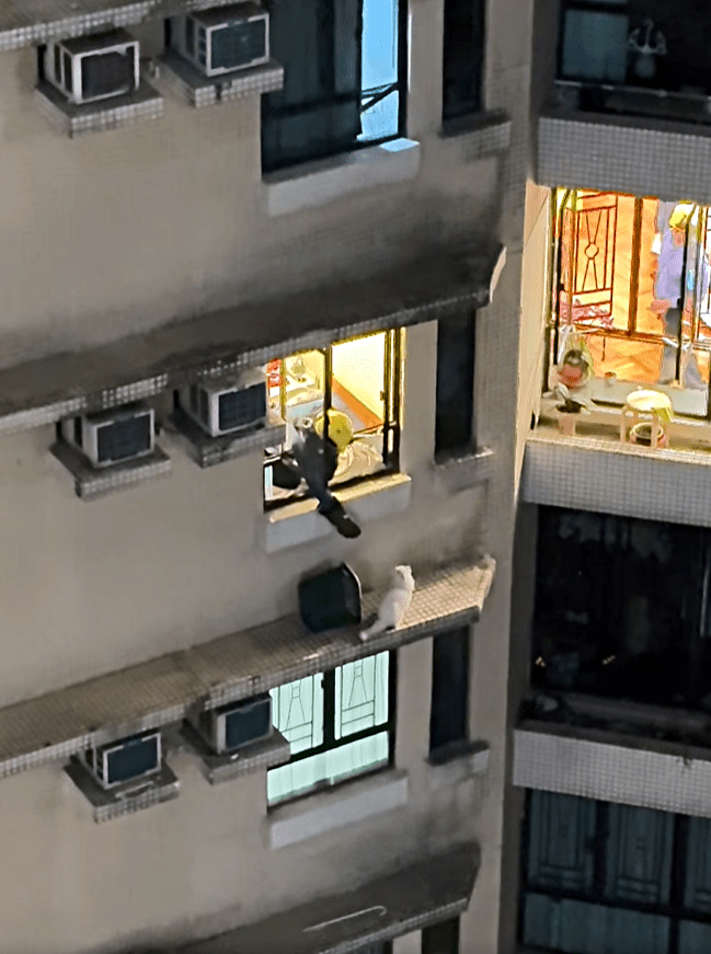 消防利用膠桶捕貓。fb：Kelvin Kwong 