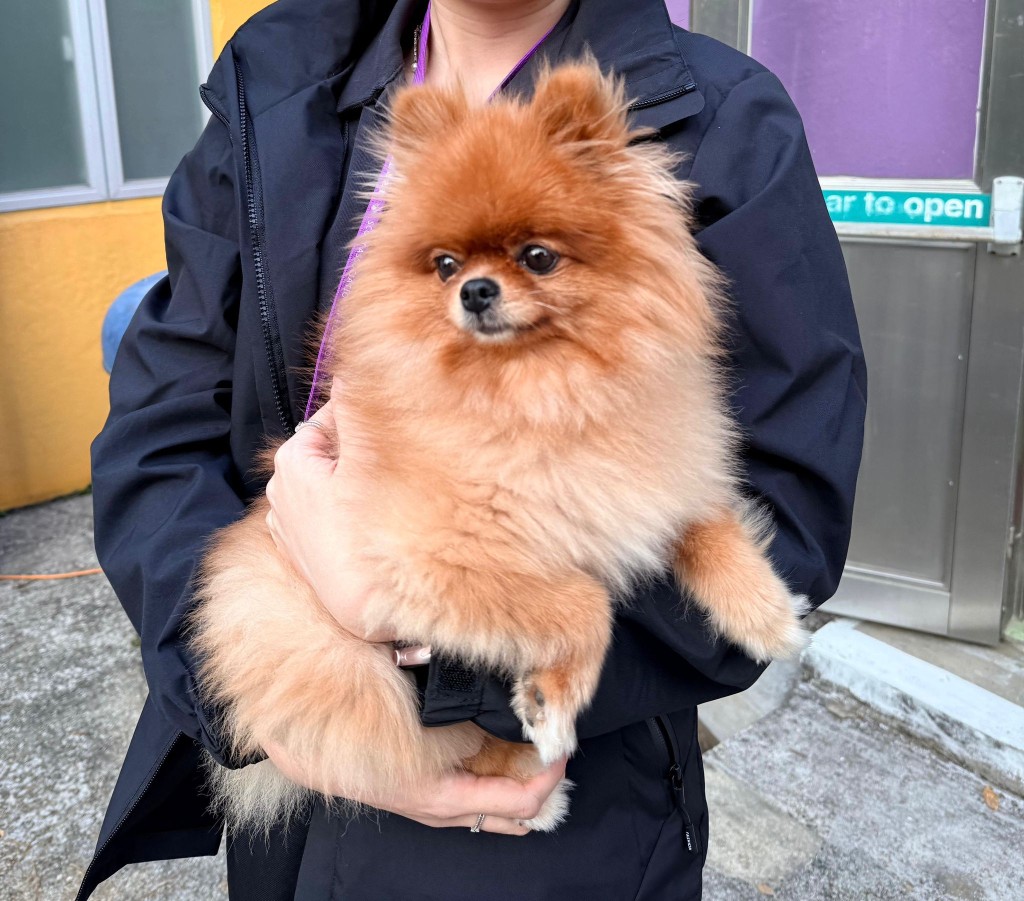 香港童軍總會迅速開放大埔洞梓童軍中心,專門為需與寵物同住的災民提供「全面而貼心」的暫託選擇,災民與寵物可共同入住。香港童軍總會提供 香港童軍總會迅速開放大埔洞梓童軍中心,專門為需與寵物同住的災民提供「全面而貼心」的暫託選擇,災民與寵物可共同入住。香港童軍總會提供