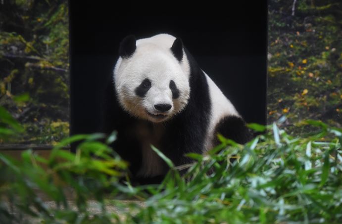 晓晓活动照片。上野动物园