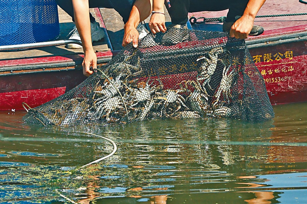 內地大閘蟹失收，勢必影響來貨價，酒樓負責人表示只好貴買貴賣。