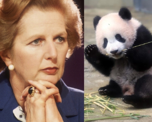 戴卓尔夫人拒载熊猫飞美国。