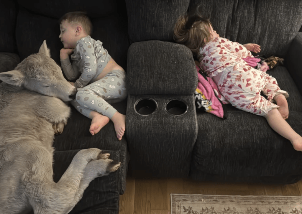 小牛與小朋友依偎在梳化上取暖的溫馨畫面被上載網絡後，迅速爆紅，成為這股極寒風暴下溫暖人心的熱流。美聯社