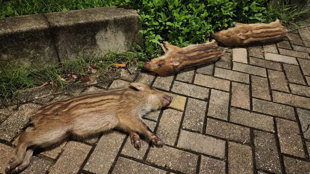 3只小野猪倒卧行人路，奄奄一息，警员其后证实野猪已气绝身亡。