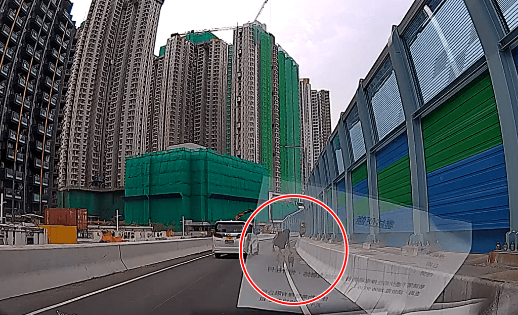 劉先生慢慢帶狗上車。網圖