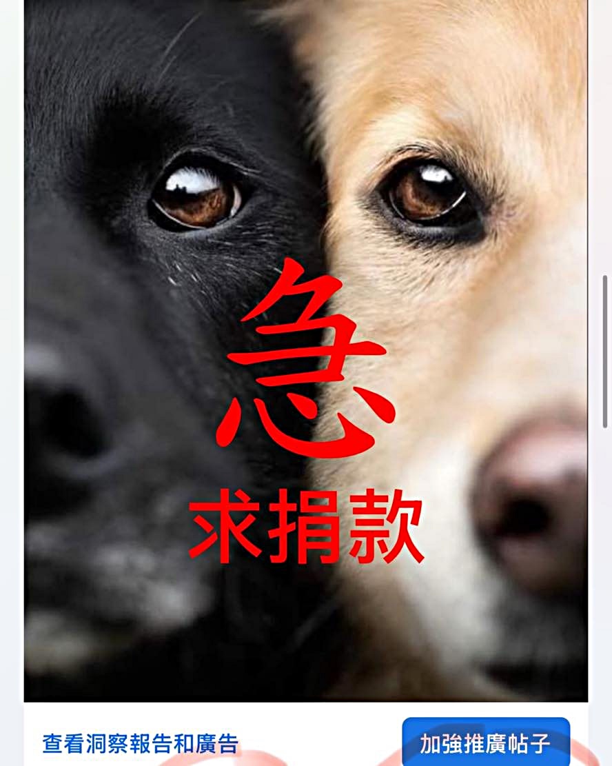 假冒網站利用市民對動物的愛心騙捐款。 假冒網站利用市民對動物的愛心騙捐款。