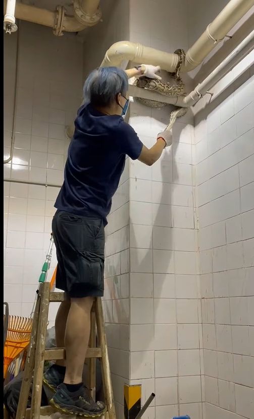 蛇王被質疑在捉蟒蛇時太用力。蛇王協FB影片截圖