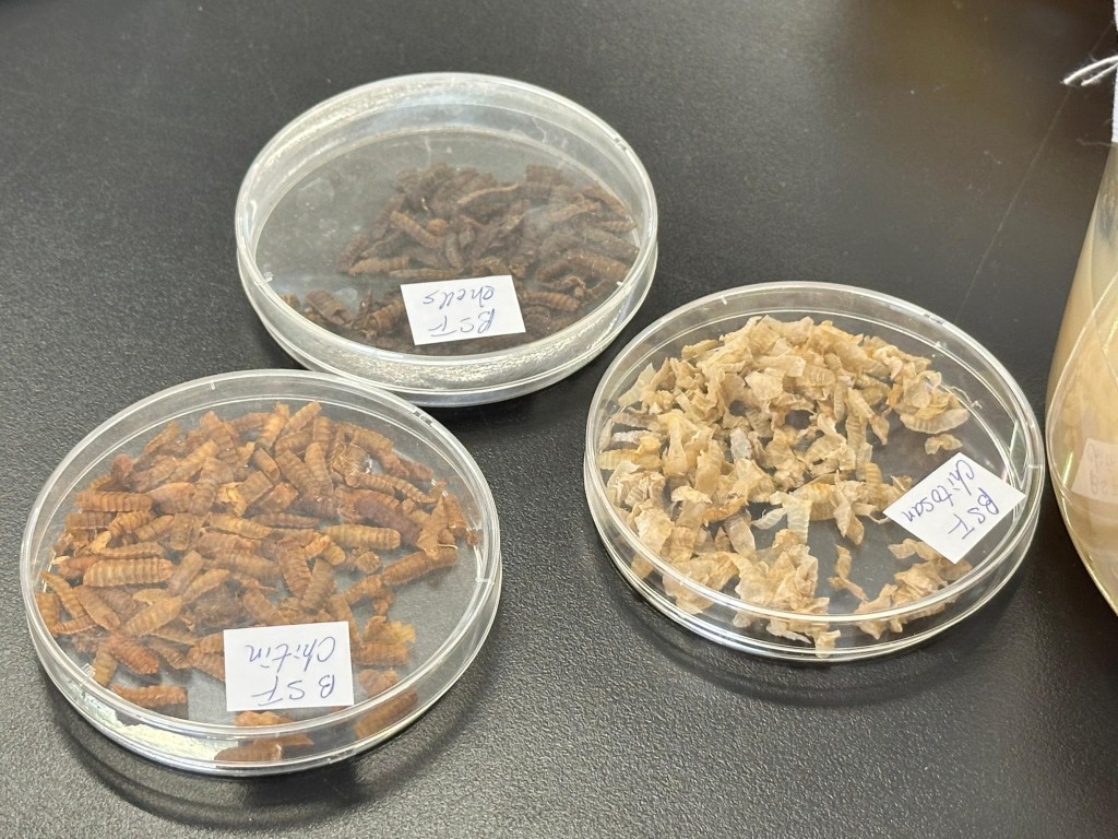 从黑水虻虫壳提取壳聚醣（Chitosan）作抗菌涂层，并磨粉涂在红茶菌膜上，再利用模具制作出可生物降解及抗菌的即弃饮管及杯子。锺绰盈摄